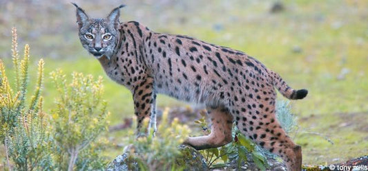 Pourquoi diable parler du Lynx Pardelle ?